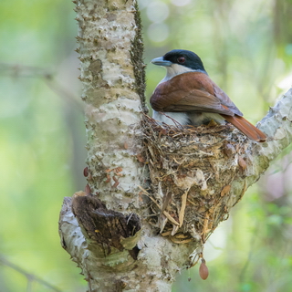 Zombitse - Rufous vanga on nest